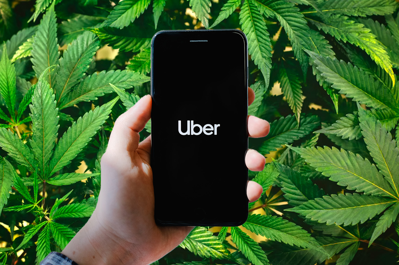 Uber Cannabis